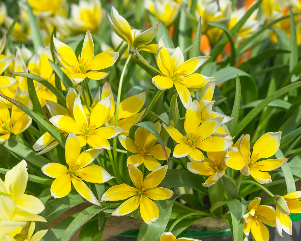 Flower BulbsDasystemon Tarda Bulbs UK - 2