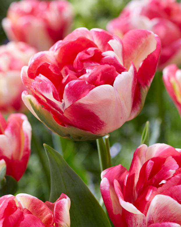 Tulip 'Double Blizz'