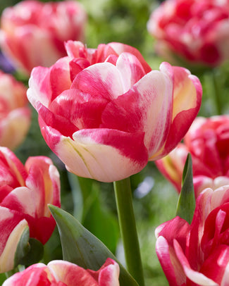 Tulip 'Double Blizz' Tulip 'Double Blizz'