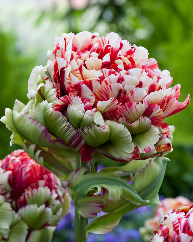 Tulip 'Double Flaming Bird'