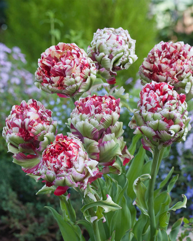 Tulip 'Double Flaming Bird'