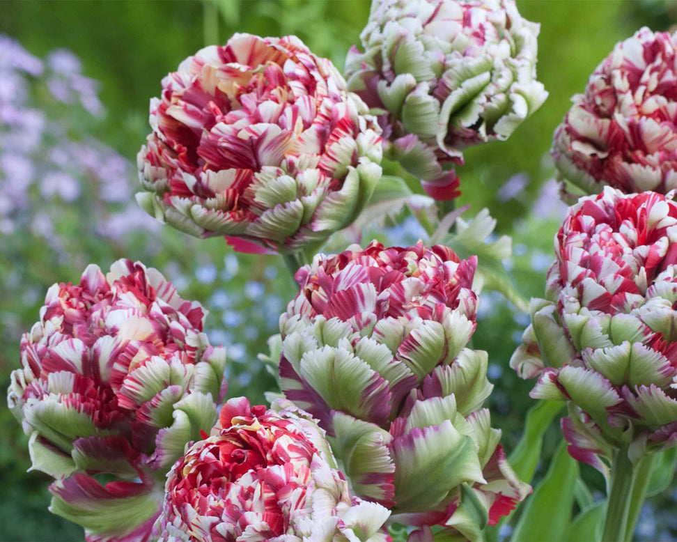 Tulip 'Double Flaming Bird'
