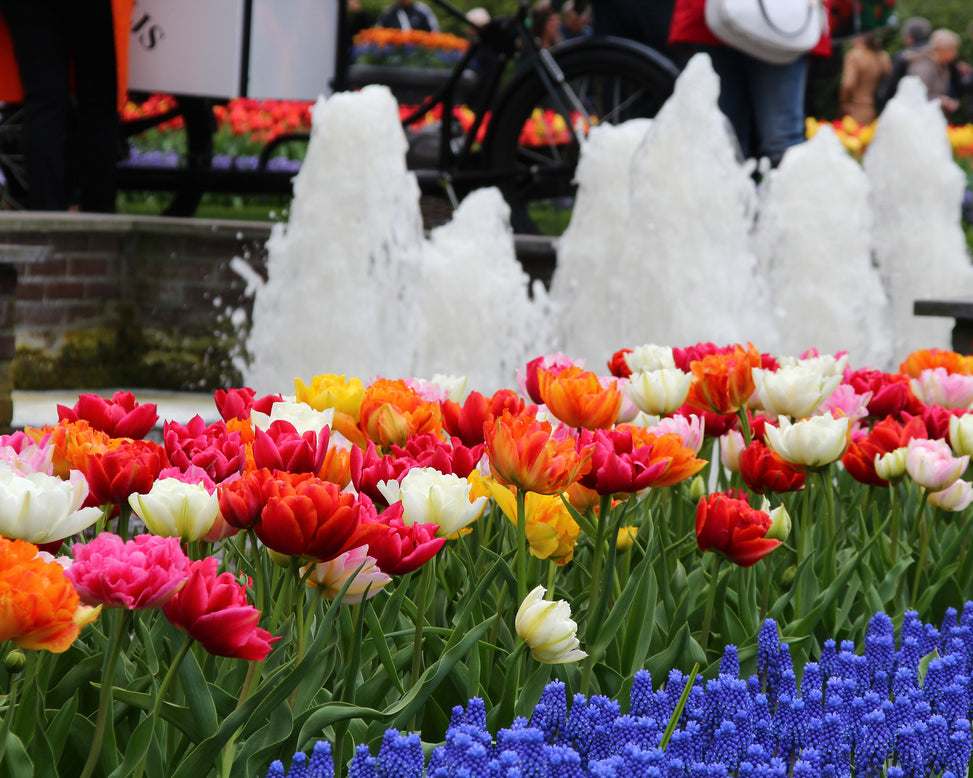 Tulip 'Double Mixed'