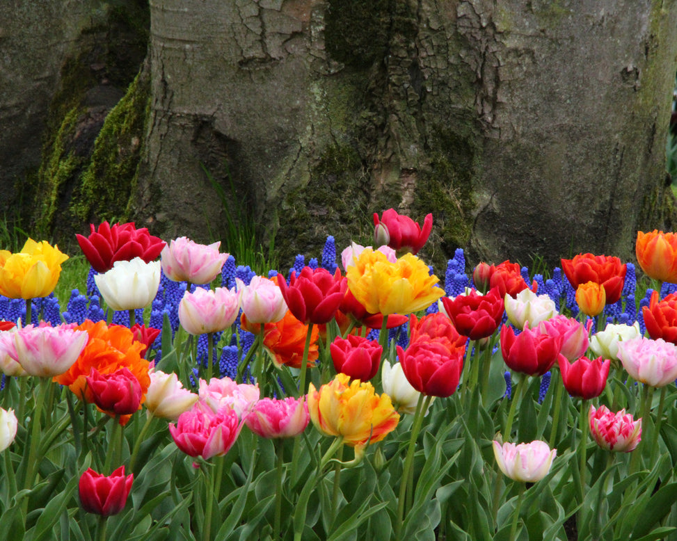 Tulip 'Double Mixed'