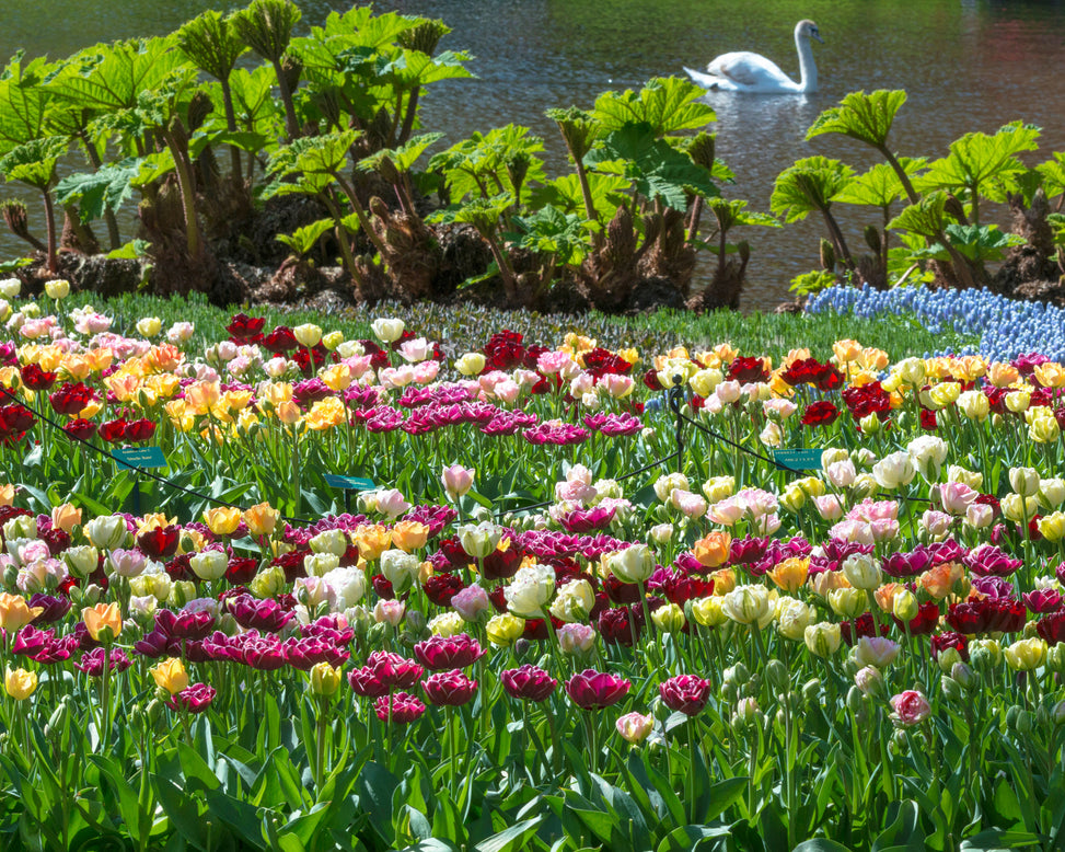 Flower BulbsDouble Late Mixed Colours Bulbs UK - 2