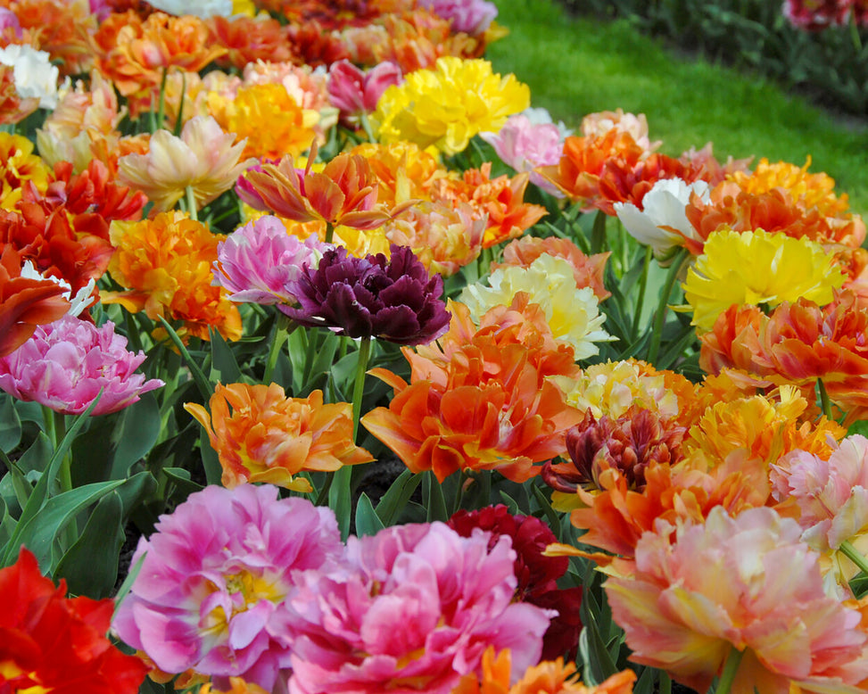 Tulip 'Double Mixed'