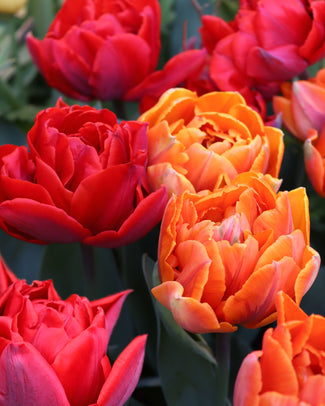Tulip collection 'Double Royale' Tulip collection 'Double Royale'