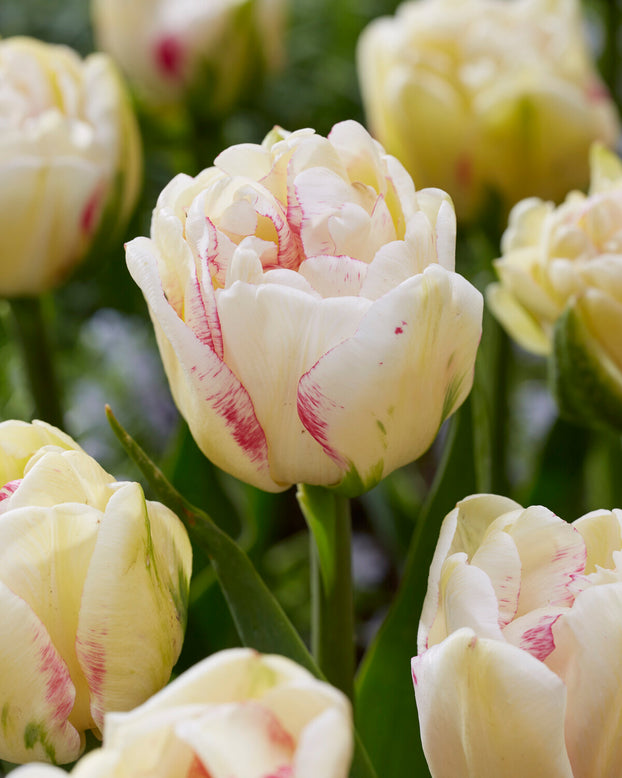 Tulip 'Double Shake'