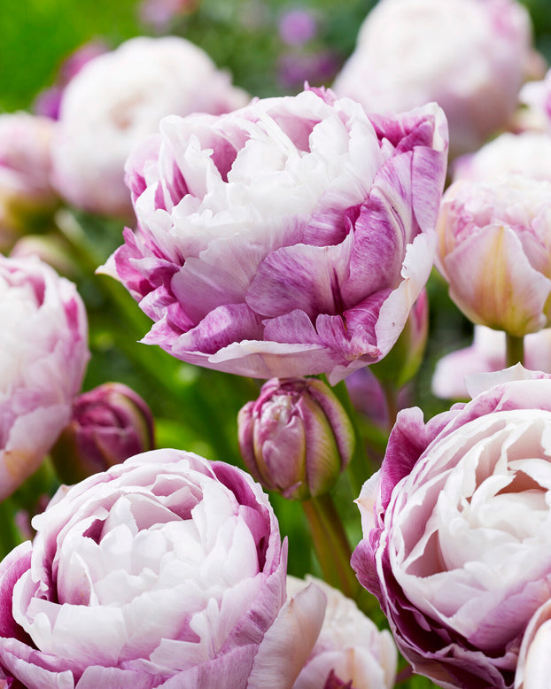 Tulip 'Double Surprise'