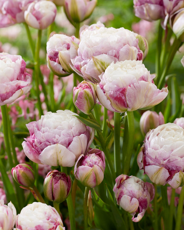 Tulip 'Double Surprise'