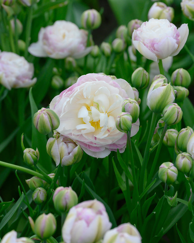 Tulip 'Double Surprise'