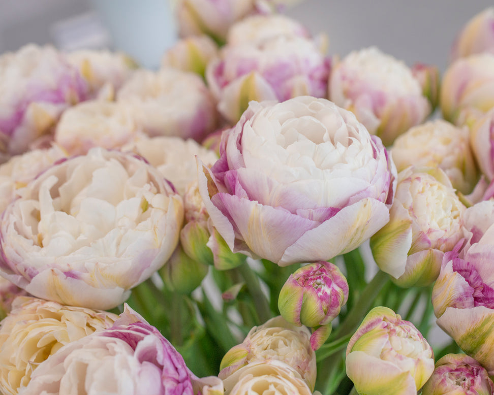 Tulip 'Double Surprise'