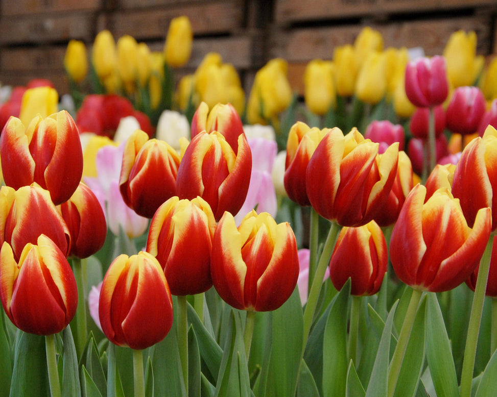 Flower BulbsDow Jones Bulbs UK - 2