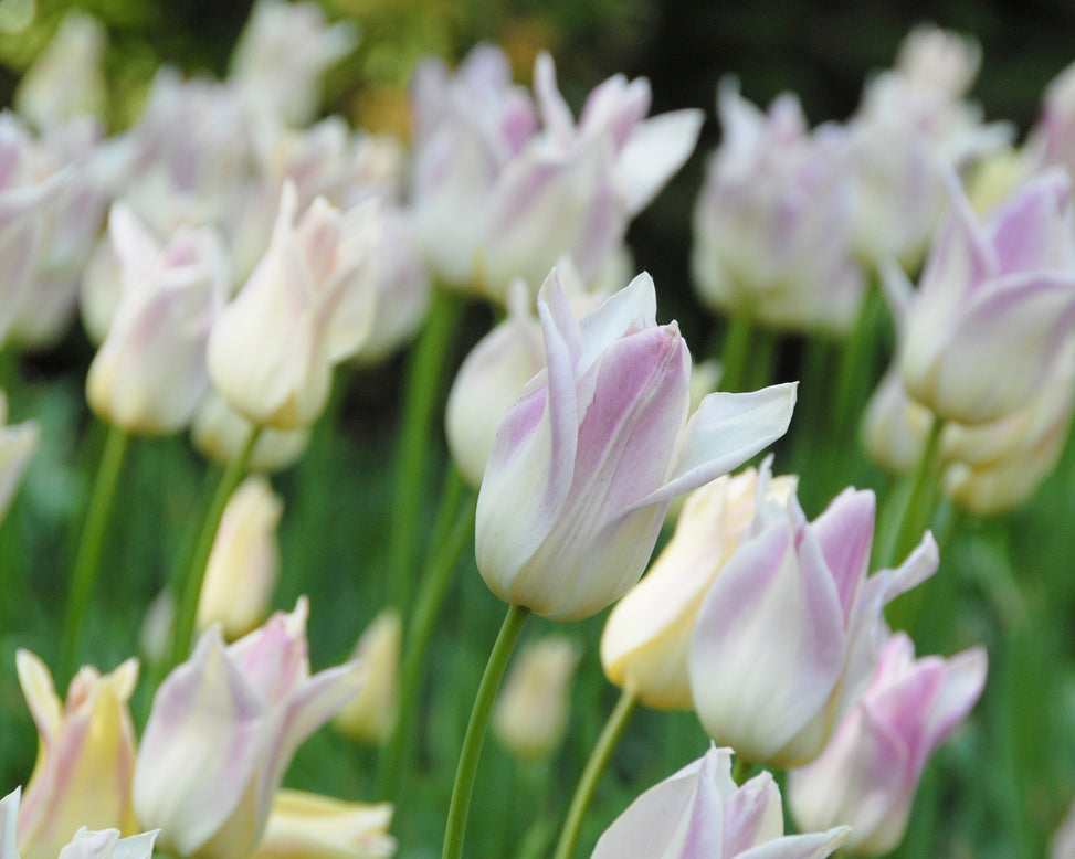 Flower BulbsElegant Lady Bulbs UK - 3