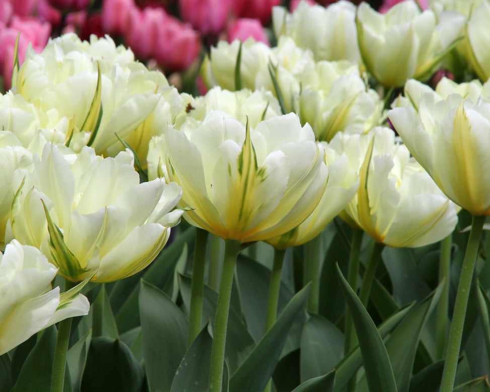 Tulip 'Exotic Emperor'