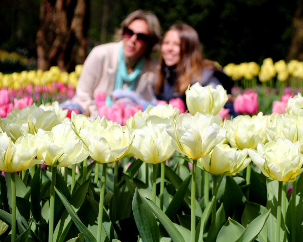 Tulip 'Exotic Emperor'