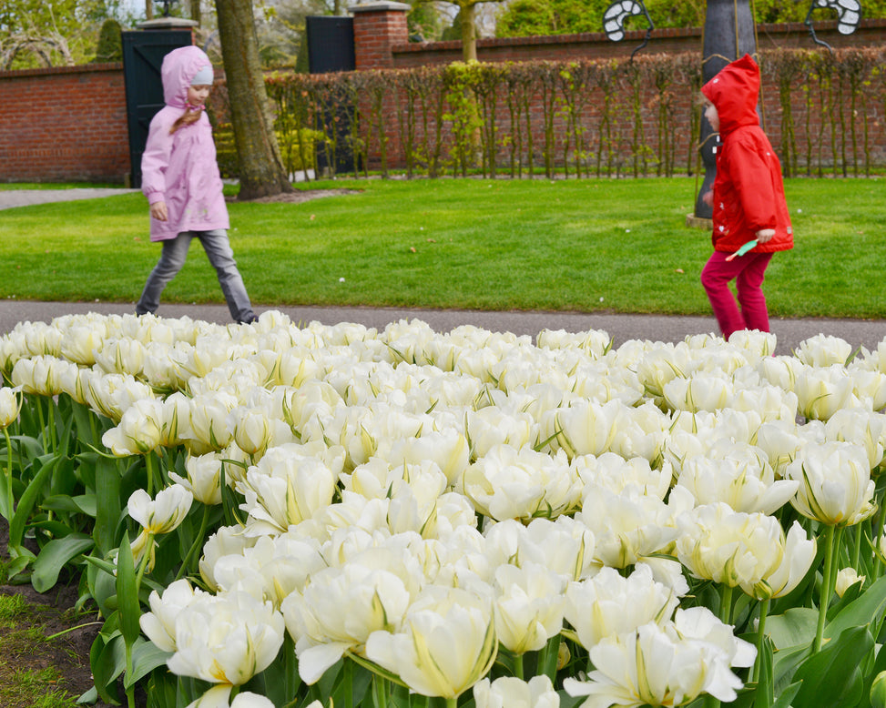 Flower BulbsExotic Emperor™ Bulbs UK - 2