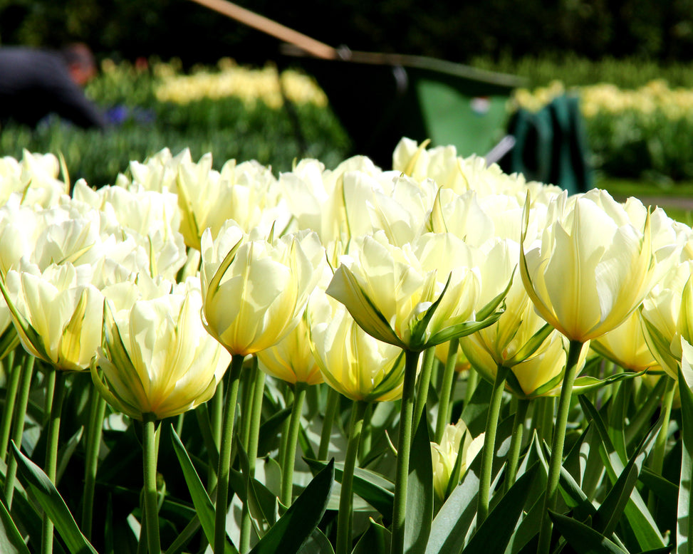 Tulip 'Exotic Emperor'