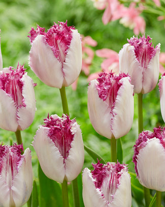 Tulip 'Eyelash' Tulip 'Eyelash'