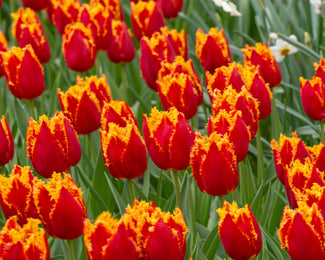 Tulip 'Fabio' Tulip 'Fabio'