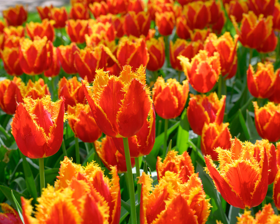 Tulip 'Fabio'