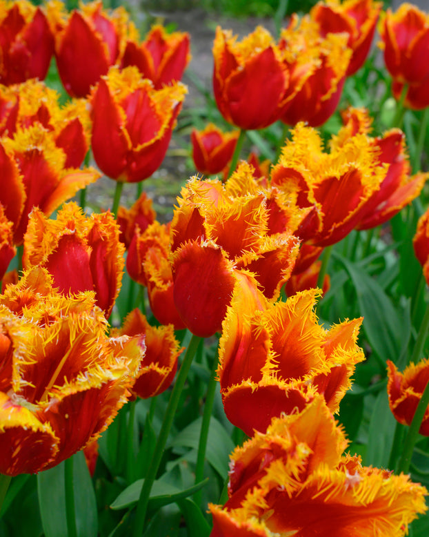 Tulip 'Fabio'