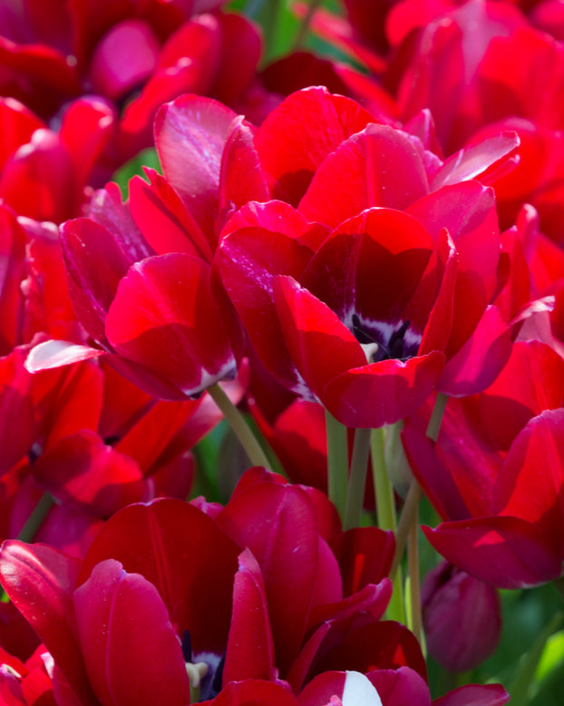 Tulip 'Fiery Club'