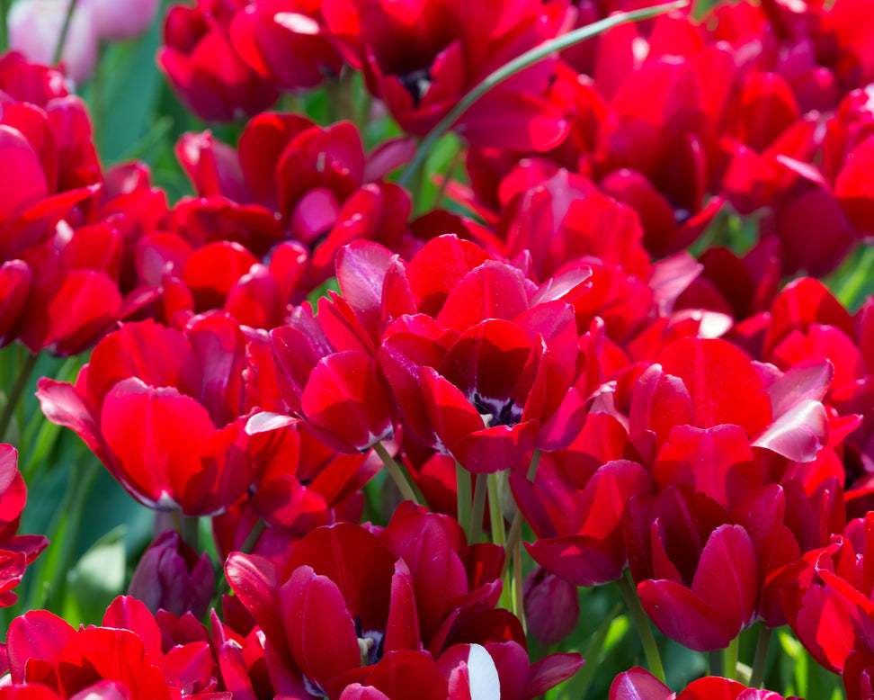 Tulip 'Fiery Club'