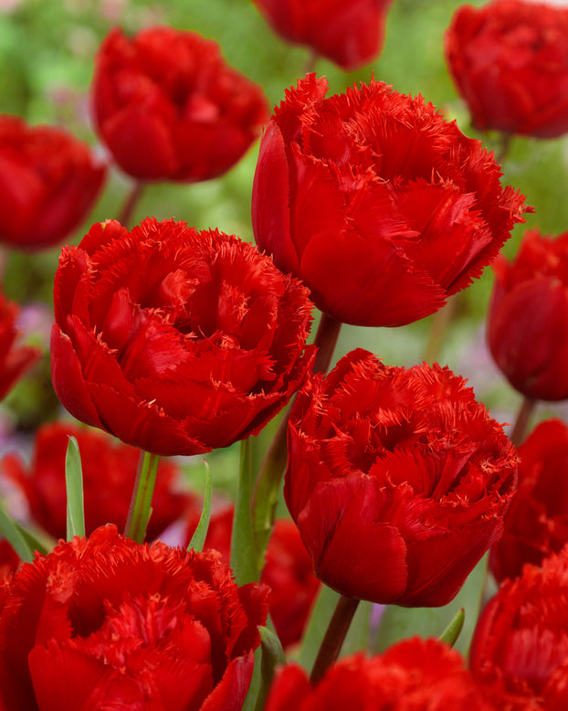 Tulip 'Fiery Dream'