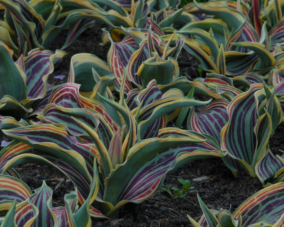 Tulip 'Fire of Love'