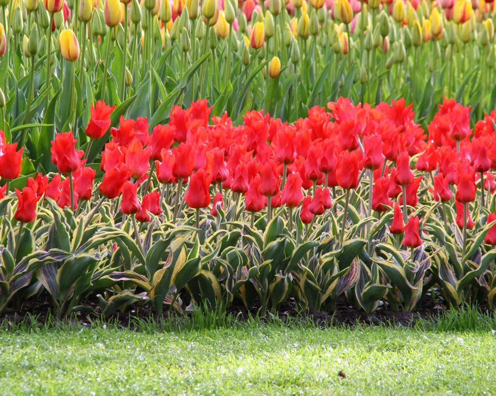 Tulip 'Fire of Love'
