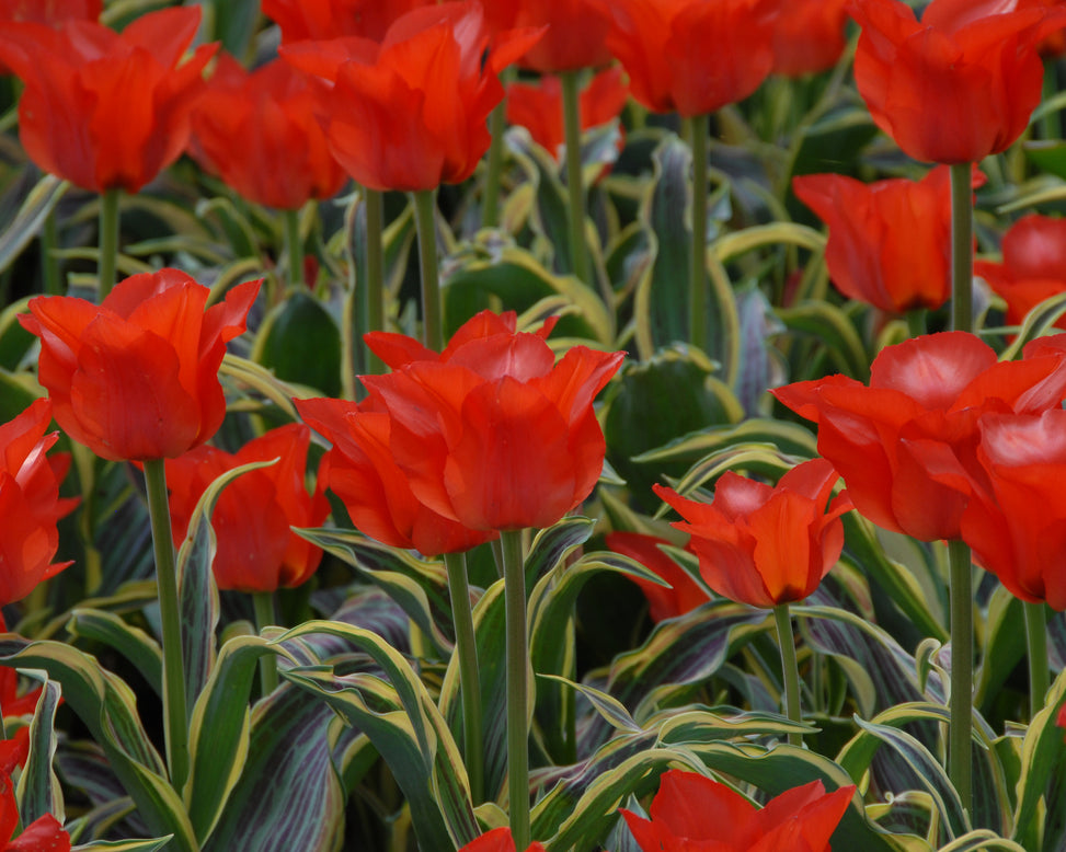 Tulip 'Fire of Love'