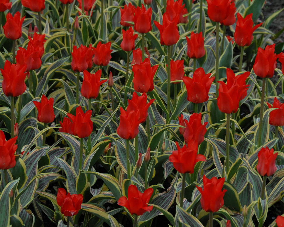 Tulip 'Fire of Love'