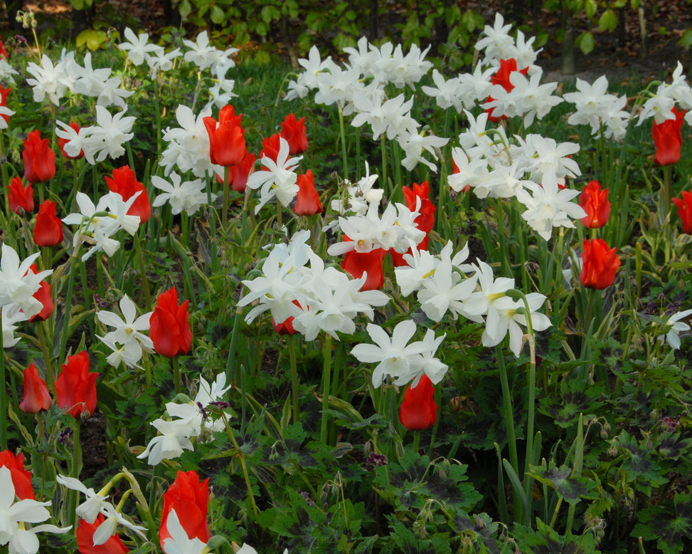 Tulip 'Fire of Love'