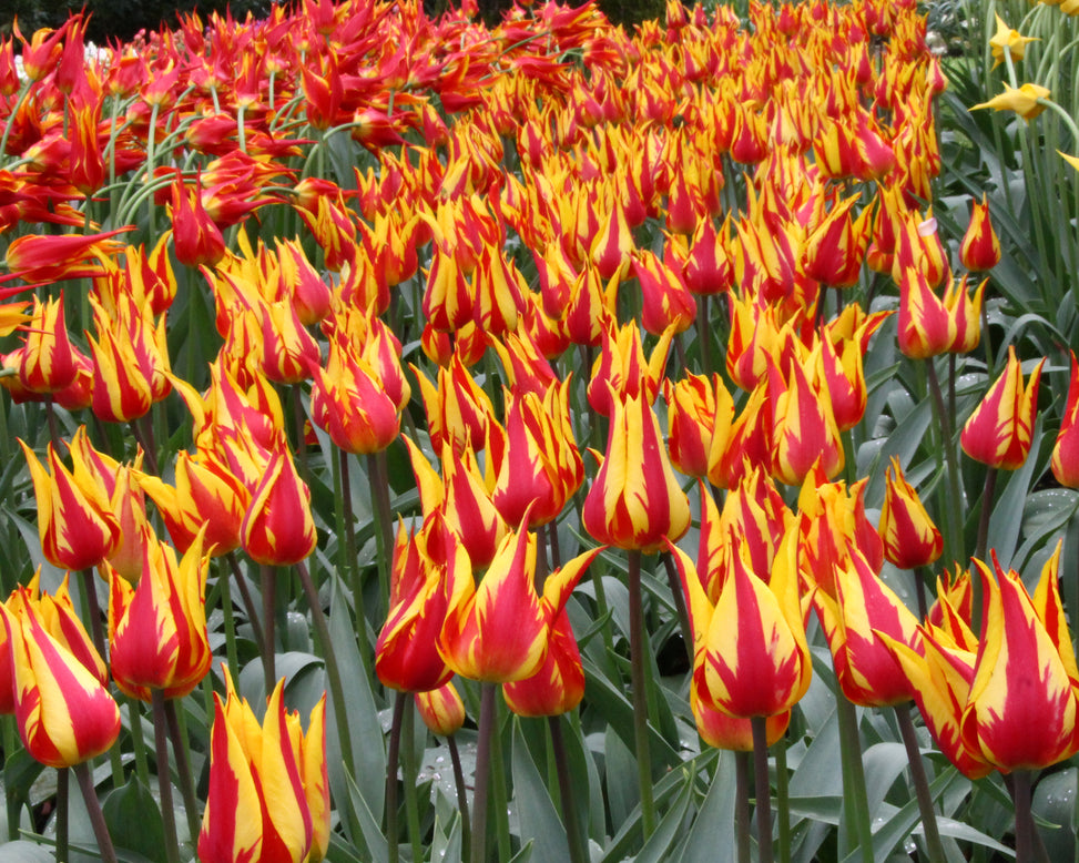 Tulip 'Fireworks'