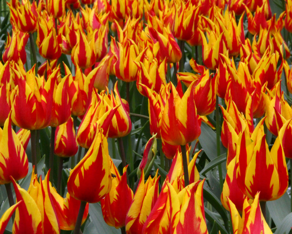 Tulip 'Fireworks'