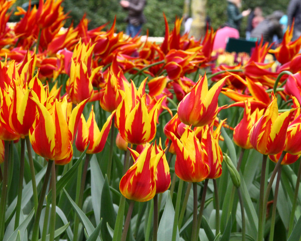 Tulip 'Fireworks'