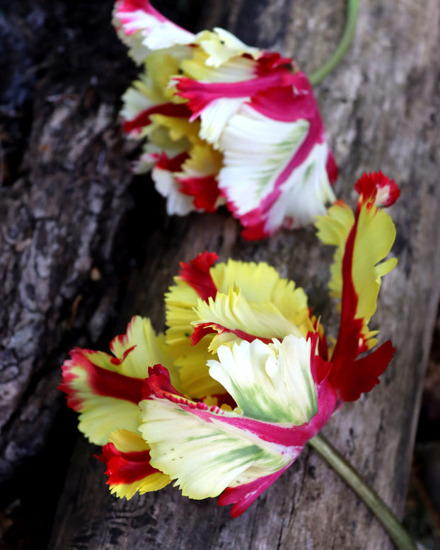 Tulip 'Flaming Parrot'