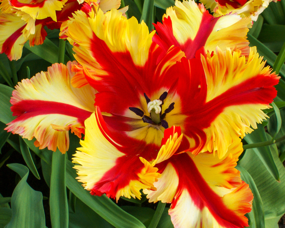 Tulip 'Flaming Parrot'