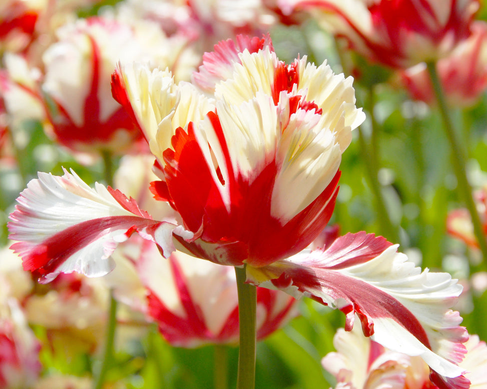 Tulip 'Flaming Parrot'