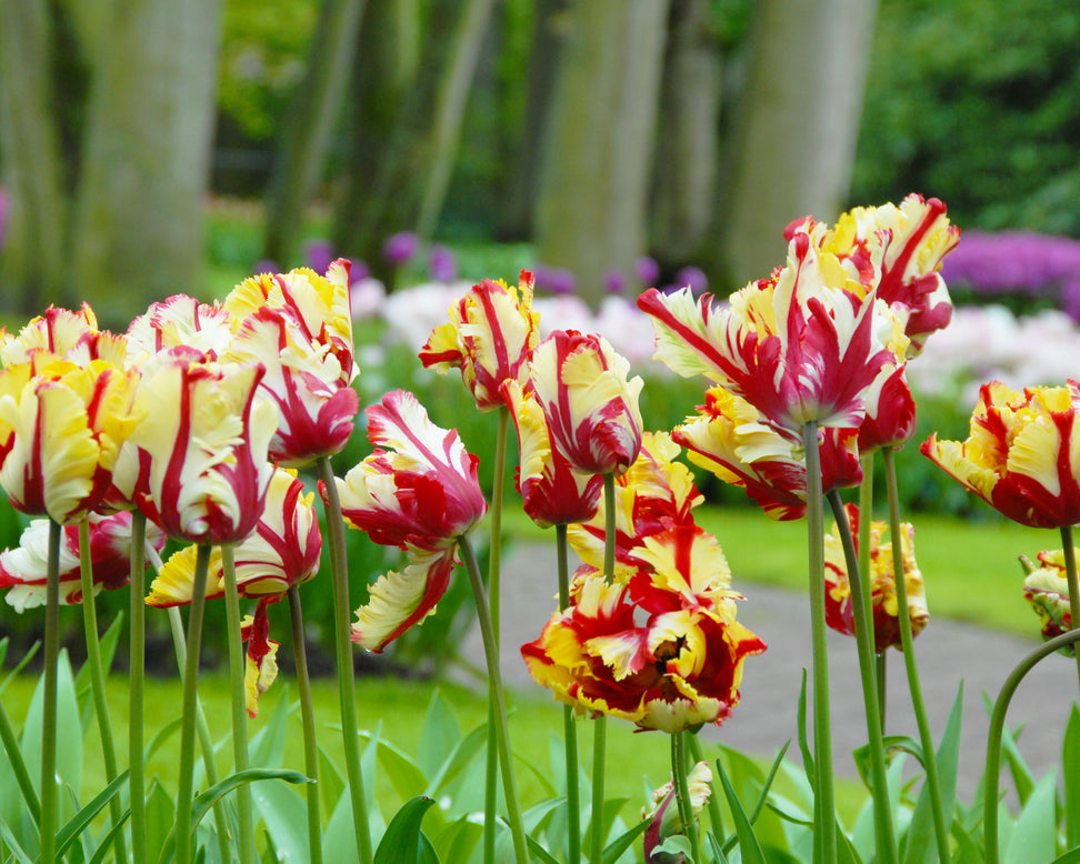Tulip 'Flaming Parrot'