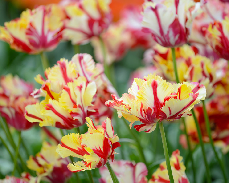 Tulip 'Flaming Parrot'