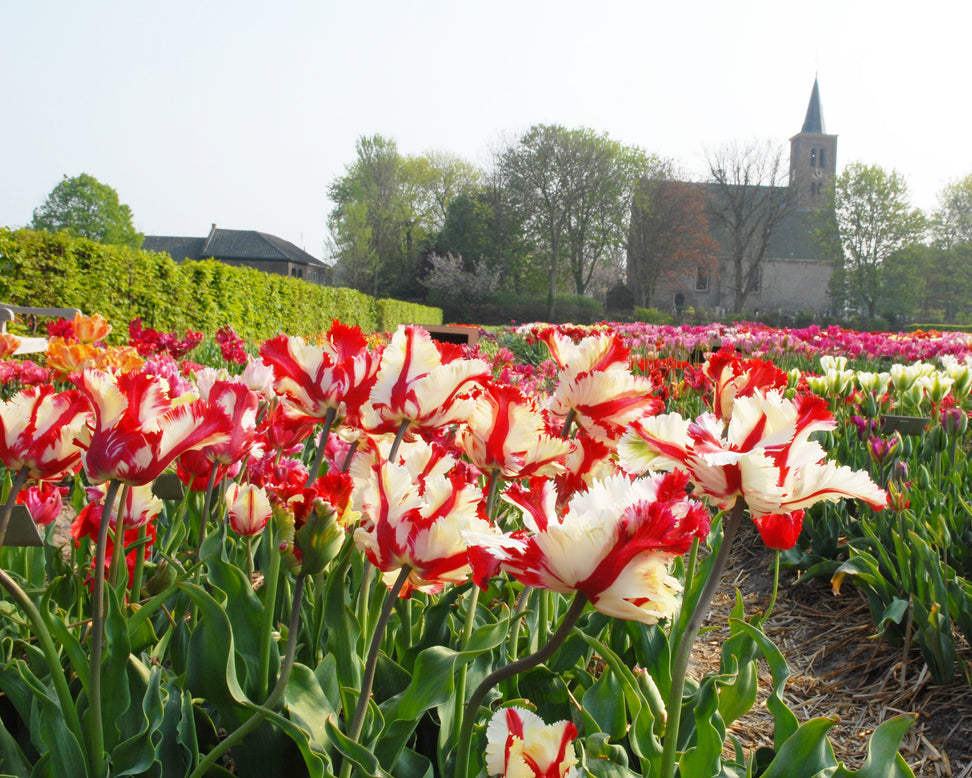 Tulip 'Flaming Parrot'