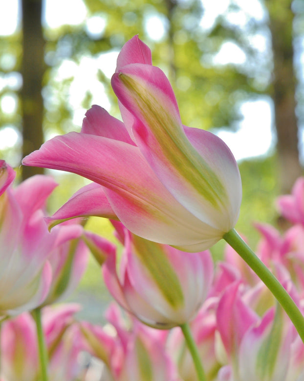 Flower BulbsFlorosa Bulbs UK - 1