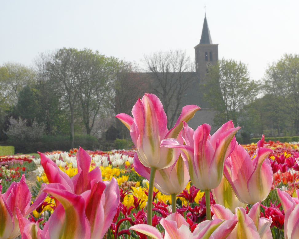 Flower BulbsFlorosa Bulbs UK - 3