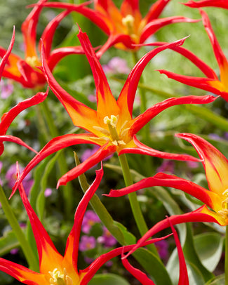 Tulip 'Go Go Red' Tulip 'Go Go Red'