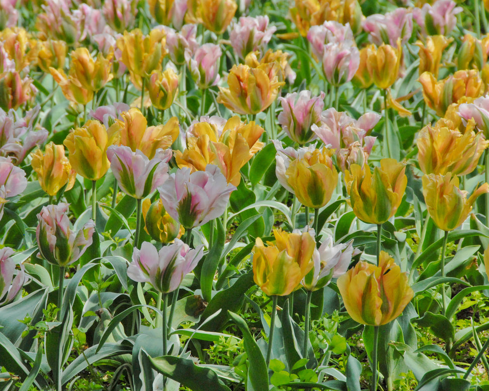 Flower BulbsGolden Artist Bulbs UK - 4