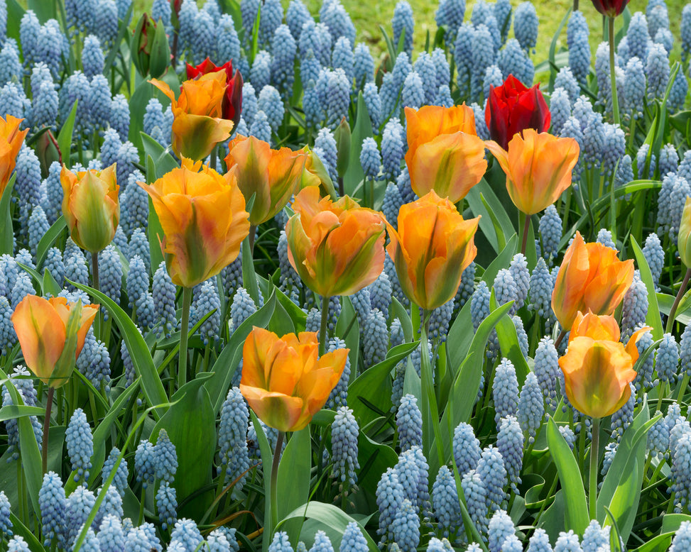 Flower BulbsGolden Artist Bulbs UK - 2