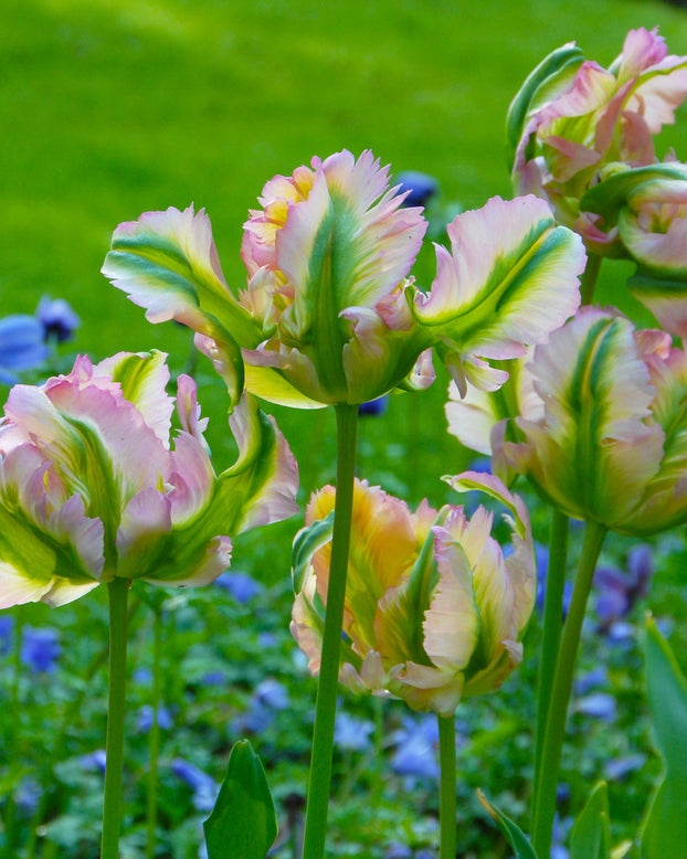 Flower BulbsGreen Wave Bulbs UK - 2
