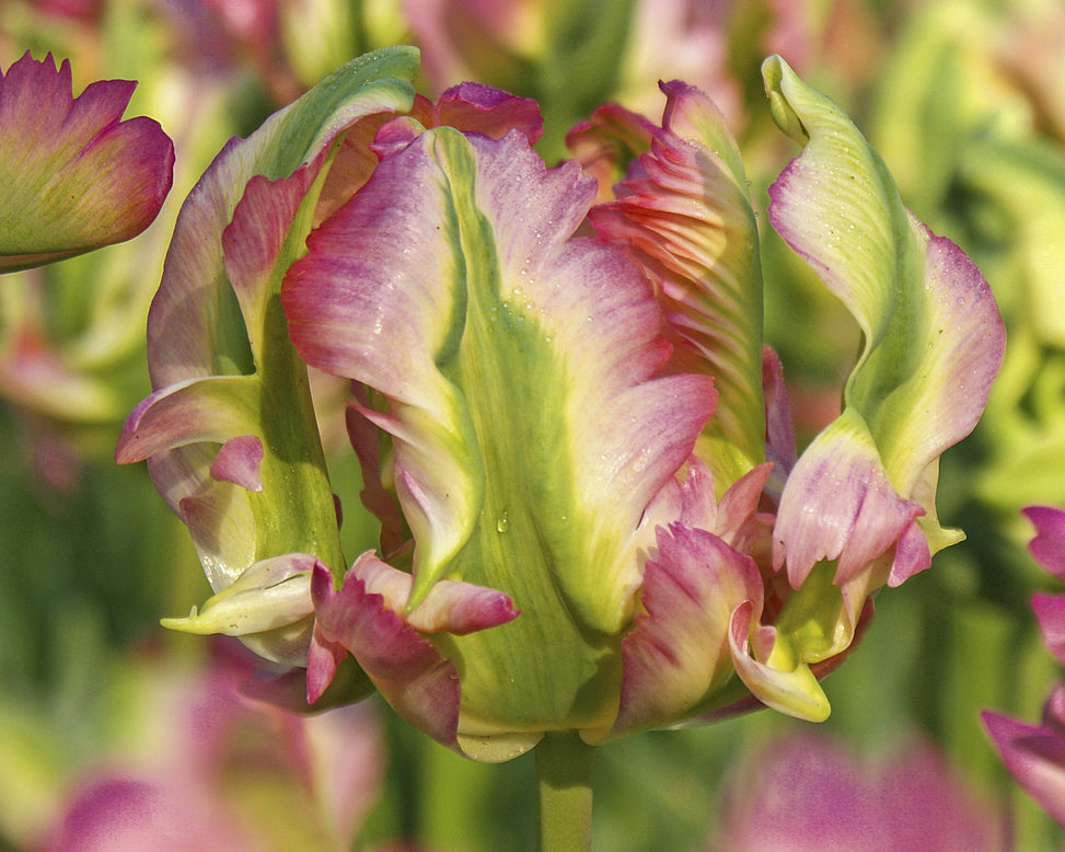 Tulip 'Green Wave'